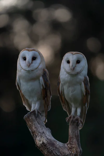 Beautiful Barn Owls Tyto Alba Netherlands — Stock Photo, Image