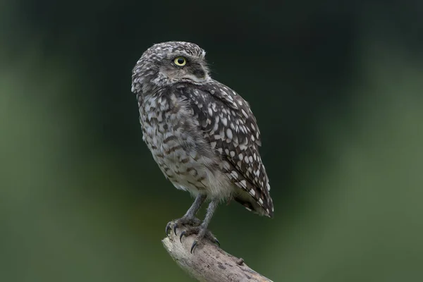 Sowa Kopytna Athene Cunicularia — Zdjęcie stockowe