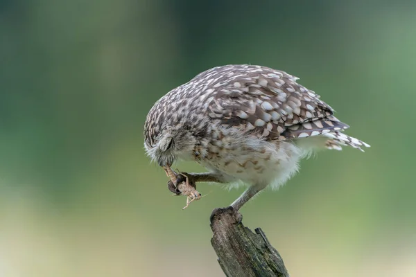 Cute Burrowing Owl Athene Cunicularia Kořistí Kobylka Sedí Větvi Rozmazané — Stock fotografie