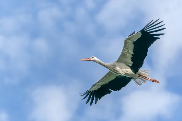 White Stork Flying Sky — Stock Photo, Image
