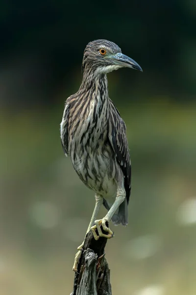 Krásná Juvenilní Noční Volavka Nycticorax Nycticorax Noord Brabant Nizozemsku — Stock fotografie