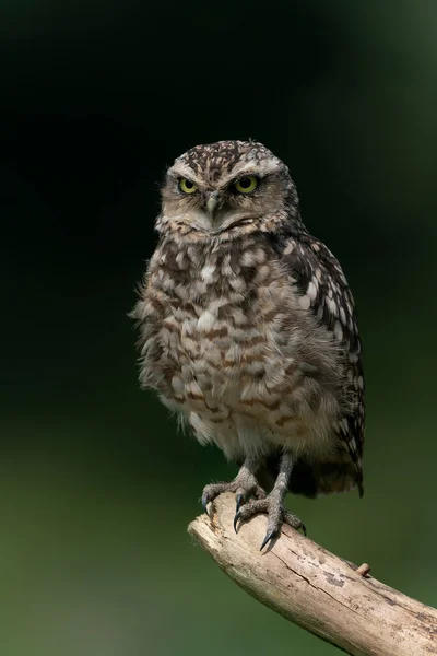 Coruja Athene Cunicularia — Fotografia de Stock