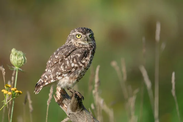 Coruja Athene Cunicularia — Fotografia de Stock