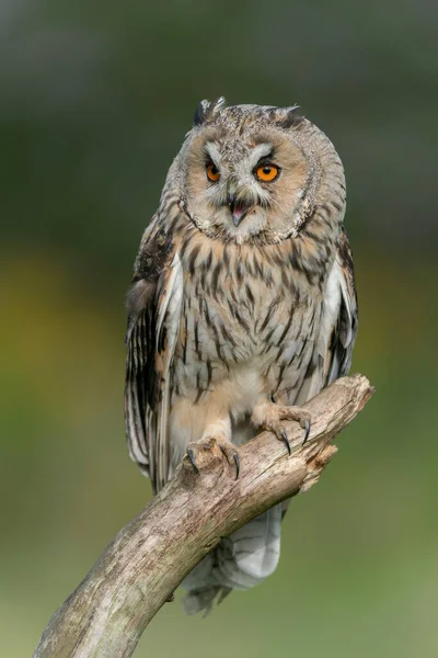 Beautiful Long Uchared Owls Asio Otus Sitting Branch Forest Noord — Stock fotografie