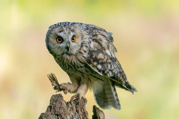 Bonito Corujas Orelhas Longas Asio Otus Sentado Ramo Com Uma — Fotografia de Stock