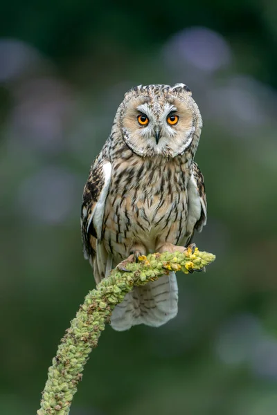 Beautiful Long Eared Owls Asio Otus Κάθεται Ένα Κίτρινο Λουλούδι — Φωτογραφία Αρχείου