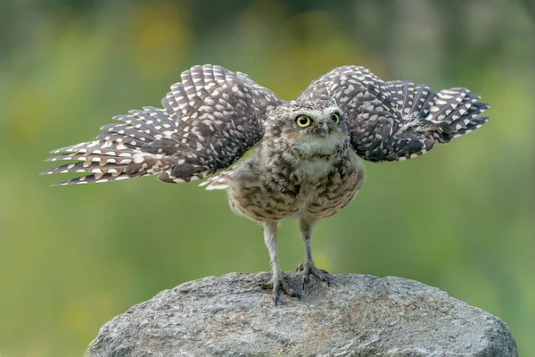 Гнів Burrowing Owl Athene Cunicularia Камені Wings Spread Зелений Фон — стокове фото