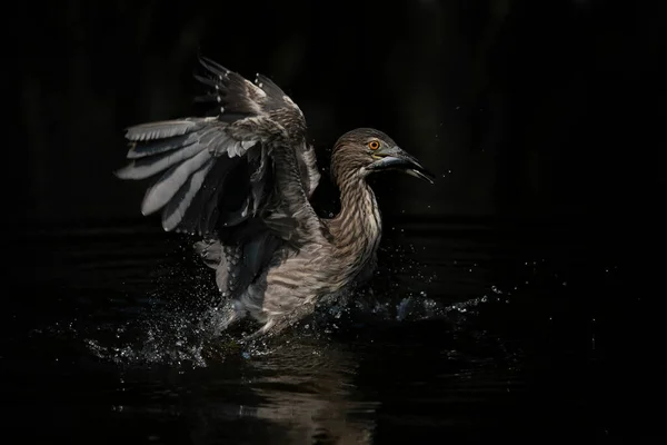 Juvenile Black Crowned Night Heron Nycticorax Nycticorax Water Blurry Dark — Stock Photo, Image