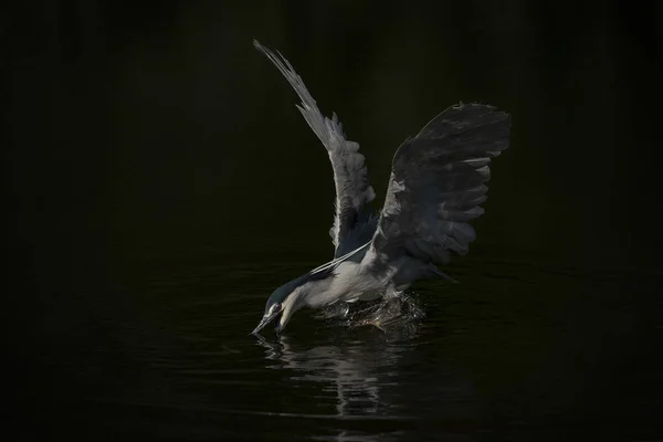 Noční Volavka Černou Korunou Nycticorax Nycticorax Vodě Rozmazané Podzimní Pozadí — Stock fotografie