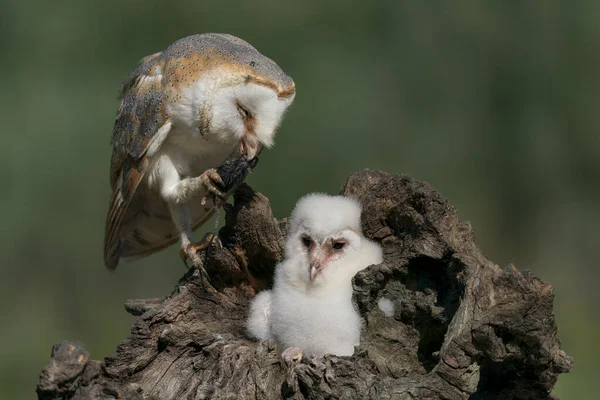 Mother Child Chick Barn Owl Tyto Alba Noord Brabant Netherlands — Stock Photo, Image