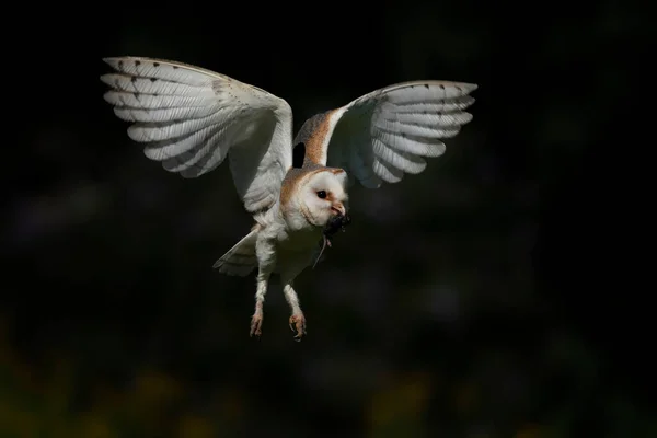 Barbagianni Tyto Alba Volo Con Una Preda Topo Bokeh Sfondo — Foto Stock