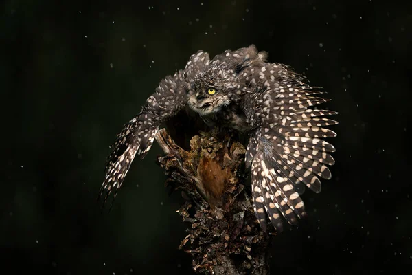 Burrowing Owl Athene Cunicularia Wings Spread Cooling Rain Standing Branch Εικόνα Αρχείου