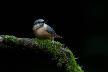  Hollanda 'nın Noord Brabant ormanında bir şube üzerinde Avrasya Boğazı (Sitta europaea). Koyu arkaplan.                                                                                                     