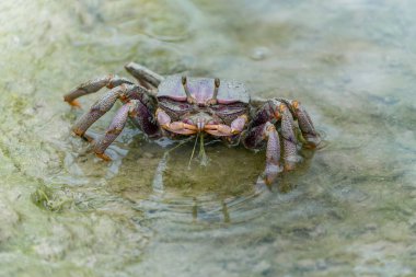 Dişi Fiddler yengeci (Uca sp.) Mangrove ormanındaki çamurda                                                                                          