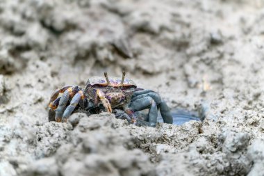 Dişi Fiddler yengeci (Uca sp.) Mangrove ormanındaki çamurda                                                                                          