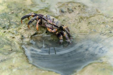 Dişi Fiddler yengeci (Uca sp.) Mangrove ormanındaki çamurda                                                                                          