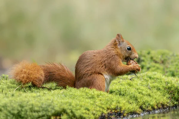 Scoiattolo Rosso Eurasiatico Sciurus Vulgaris Nella Foresta Del Brabante Settentrionale — Foto Stock