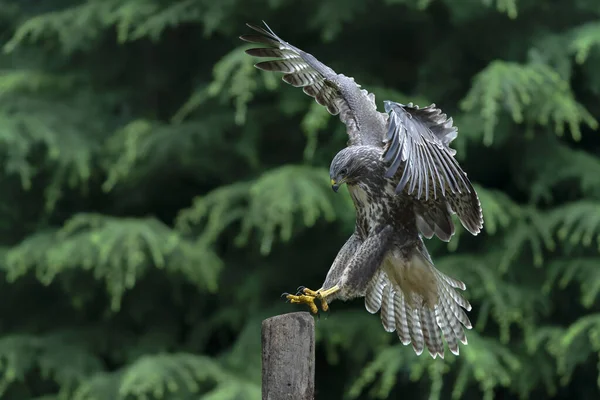 Volwassene Van Northern Goshawk Accipiter Gentilis Het Noord Brabantse Bos — Stockfoto