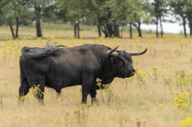 Güzel Highland sığırı (Bos Taurus Taurus) tarlada otluyor. Hollanda 'da Deelerwoud. İskoç dağlılar doğal bir manzarada. Uzun saçlı evcil bir sığır türü..                               