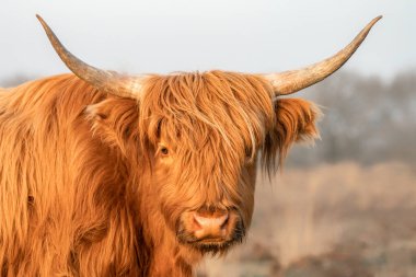 Güzel Highland İnekleri (Bos Taurus Taurus) tarlada otluyor. Hollanda 'da Deelerwoud. İskoç dağlılar doğal bir manzarada. Uzun saçlı evcil bir sığır türü..