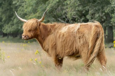 Güzel Highland İnekleri (Bos Taurus Taurus) tarlada otluyor. Hollanda 'da Deelerwoud. İskoç dağlılar doğal bir manzarada. Uzun saçlı evcil bir sığır türü..