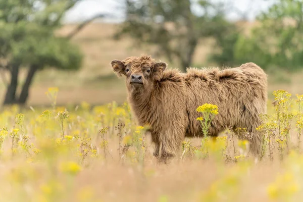 Beautiful Highland Calf Cattle Bos Taurus Taurus Pastzing Field Велюве — стоковое фото
