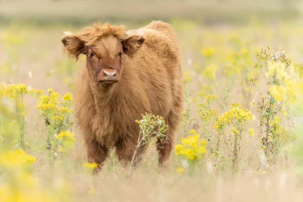 Beautiful Highland Calf Bos Taurus Taurus Grazing Field Veluwe Netherlands — Stockfoto
