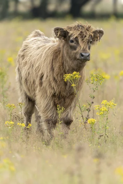Beautiful Highland Calf Bos Taurus Taurus Grazing Field Veluwe Netherlands — Fotografia de Stock