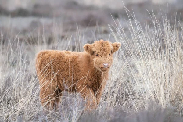 Gyönyörű Hegyvidéki Borjú Szarvasmarha Bos Taurus Taurus Legeltetés Területen Veluwe — Stock Fotó