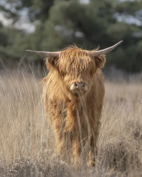 Красивые Нагорные Коровы Bos Taurus Taurus Пасутся Поле Deelerwoud Нидерландах — стоковое фото