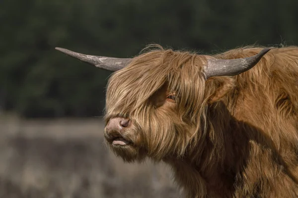 Güzel Highland Nekleri Bos Taurus Taurus Tarlada Otluyor Hollanda Deelerwoud — Stok fotoğraf