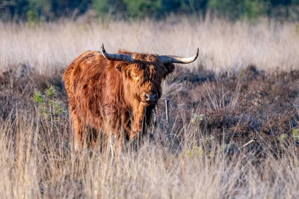Bella Mucca Delle Highland Bovini Bos Taurus Taurus Pascolo Campo — Foto Stock