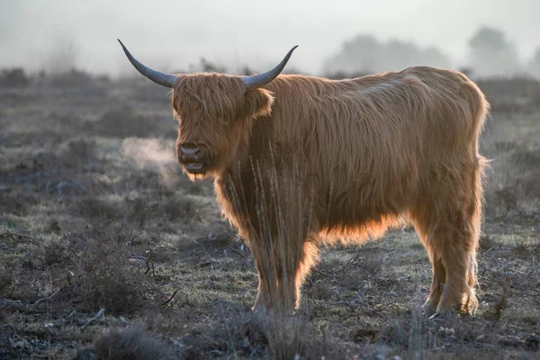 Beautiful Highland Cows cattle (Bos taurus taurus) grazing in field. Deelerwoud in the Netherlands. Scottish highlanders in a natural  landscape. A long haired type of domesticated cattle.