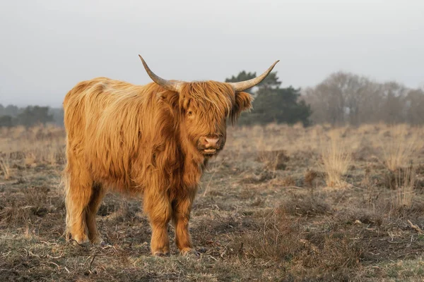 아름다운 Bos Taurus Taurus 들판에서 네덜란드 Deelerwoud 입니다 스코틀랜드의 지대이다 — 스톡 사진