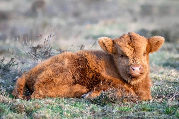 Güzel Skoç Buzağı Sürüsü Bos Taurus Taurus Tarlada Otluyor Hollanda — Stok fotoğraf