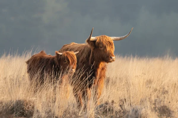 Beautiful Highland Cow Cattle Calf Bos Taurus Taurus Grazing Field — Stok fotoğraf