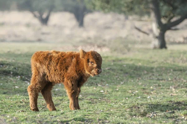 Güzel Skoç Buzağı Sürüsü Bos Taurus Taurus Tarlada Otluyor Hollanda — Stok fotoğraf