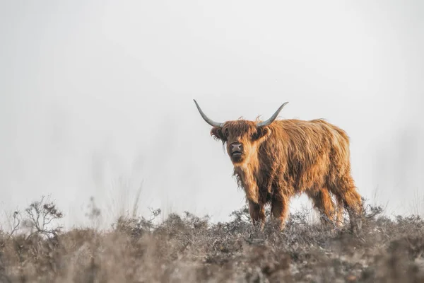 Gyönyörű Hegyvidéki Tehéncsorda Bos Taurus Taurus Legeltetés Mezőn Deelerwoud Hollandiában — Stock Fotó
