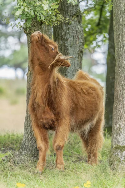 Schönes Hochlandkälbchen Bos Taurus Taurus Wald Veluwe Den Niederlanden Schottische — Stockfoto