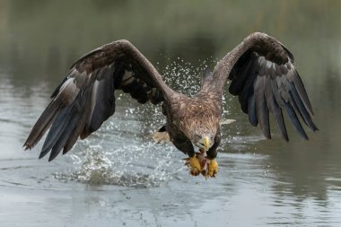 Güzel Beyaz Kuyruklu Kartal (Haliaeetus albicilla) bir balık yakalıyor. Ayrıca ern, erne, gri kartal, Avrasya deniz kartalı ve beyaz kuyruklu deniz kartalı olarak da bilinir..                                