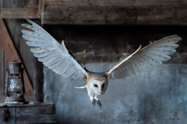 Güzel ahır baykuşu (Tyto alba) eski bir ahırda uçuyor. Hollanda 'da. Ahşap arkaplan.                                                                                