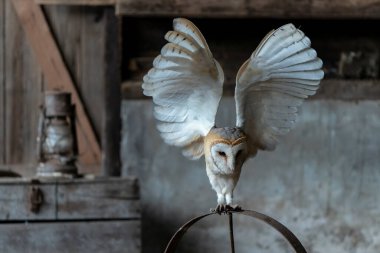  Güzel ahır baykuşu (Tyto alba) eski bir ahırda eski bir gaz yağı lambası üzerinde. Hollanda 'da. Ahşap arkaplan.                                                                   