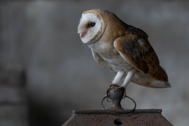  Güzel ahır baykuşu (Tyto alba) eski bir ahırda eski bir gaz yağı lambası üzerinde. Hollanda 'da. Ahşap arkaplan.                                                                   