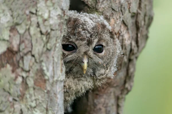 Fiatal Fiatal Tawny Bagoly Vagy Barna Bagoly Strix Aluco Óvatosan — Stock Fotó