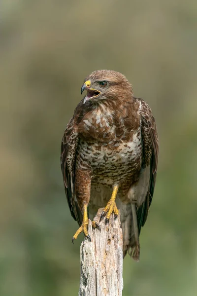 獲物を探す牧草地の柵の上に座っていた悲鳴を上げるコモン ブザード ブテオ ブテオ オランダのゲルダーラント州 緑の背景 — ストック写真