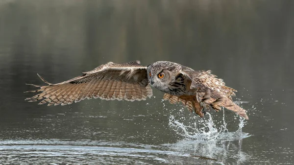 Een Prachtige Enorme Europese Adelaaruil Bubo Bubo Die Een Prooi — Stockfoto