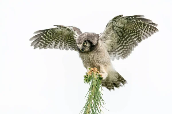 Jonge Jongen Noordelijke Havikuil Noordelijke Havikuil Surnia Ulula Een Tak — Stockfoto