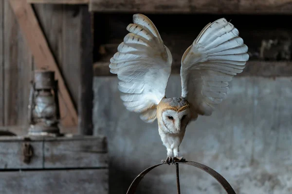 Beautiful Barn Owl Tyto Alba Vintage Kerosene Oil Lantern Lamp — Stock Photo, Image