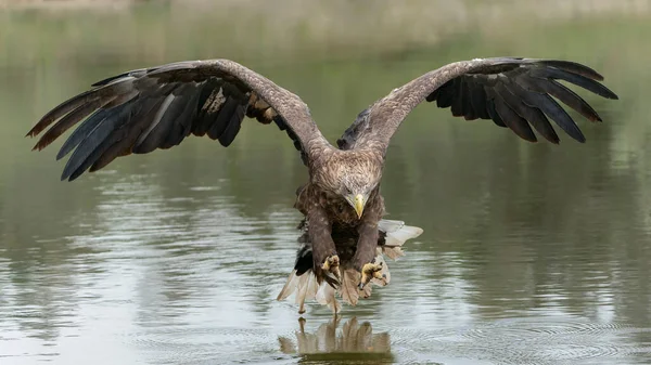 Όμορφη White Tailed Eagle Haliaeetus Albicilla Αλίευση Ένα Ψάρι Γνωστό — Φωτογραφία Αρχείου