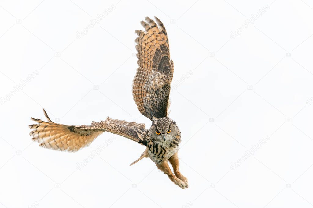 A beautiful, huge European Eagle Owl (Bubo bubo) in flight before attack. Action wildlife scene from nature in the Netherlands.                                                 